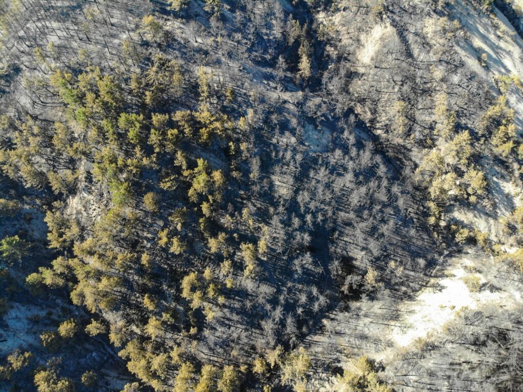 AW515796 09
