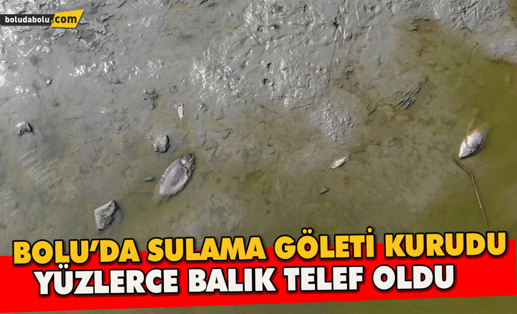 Bolu’da Sulama Göleti Kurudu: Yüzlerce Balık Telef Oldu Bolu’da Sulama Göleti Kurudu: Yüzlerce Balık Telef Oldu