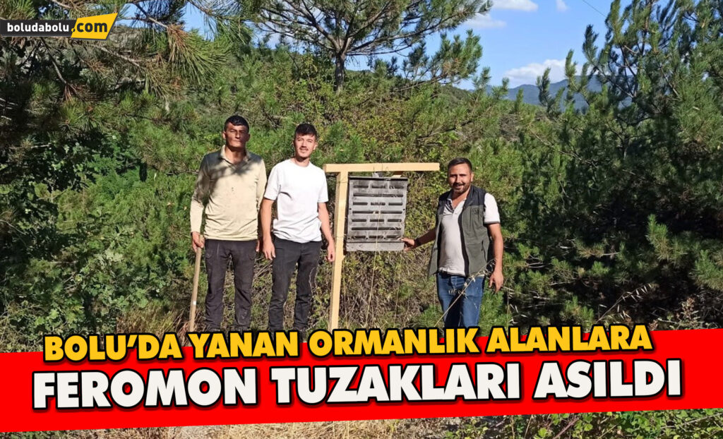 Bolu’da yanan ormanlık alanlara feromon tuzakları asıldı Bolu’da yanan ormanlık alanlara feromon tuzakları asıldı