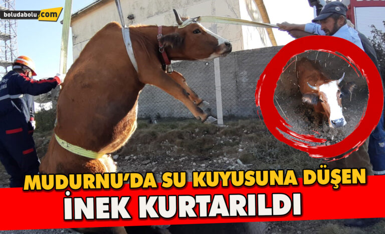 Mudurnu’da su kuyusuna düşen inek kurtarıldı