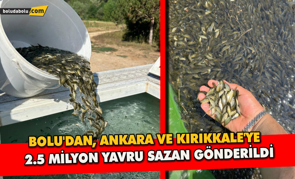 Bolu’dan, Ankara ve Kırıkkale’ye 2.5 milyon yavru sazan gönderildi Bolu’dan, Ankara ve Kırıkkale’ye 2.5 milyon yavru sazan gönderildi